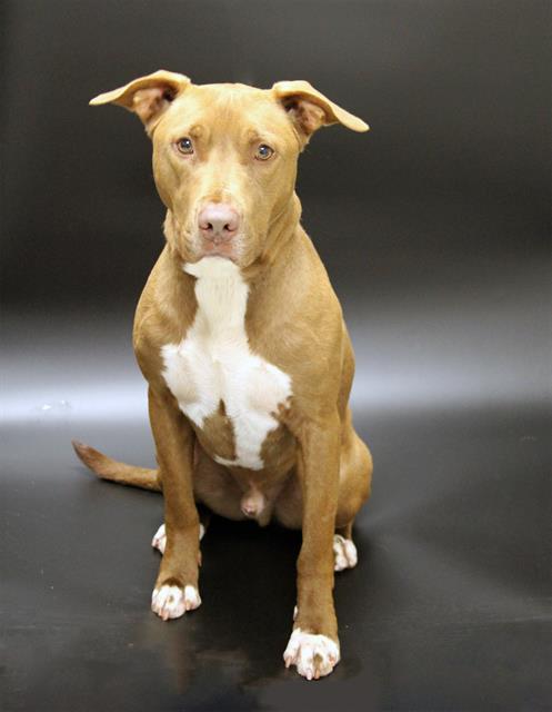 Enlarge BENS, a Adoptable mixed breed in Winter Haven, FL image 1/1