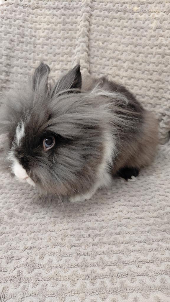 Skunk, Adoptable, Adult Male Bunny Rabbit.
