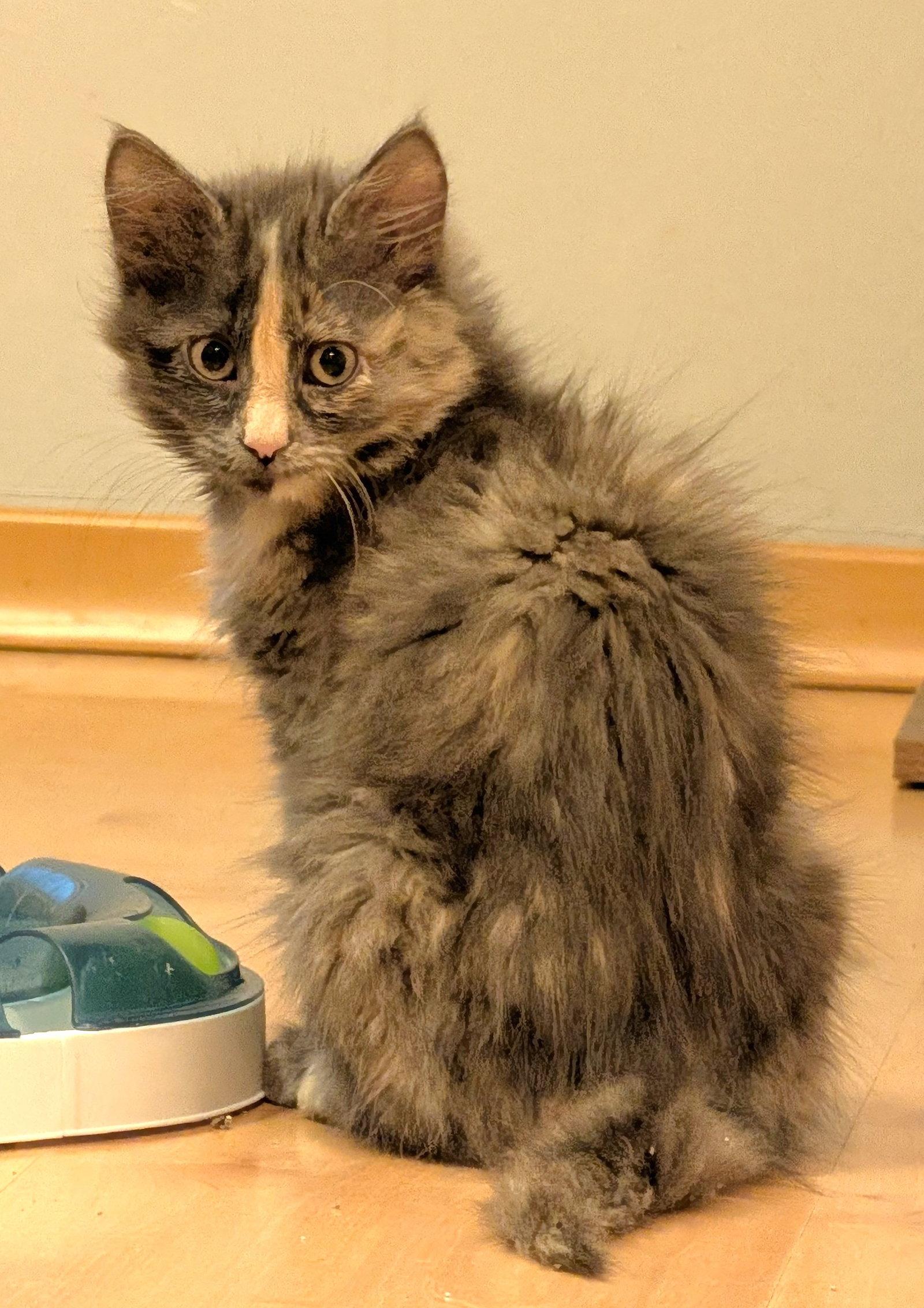 Poof, Adopted, Kitten Female Domestic Medium Hair.
