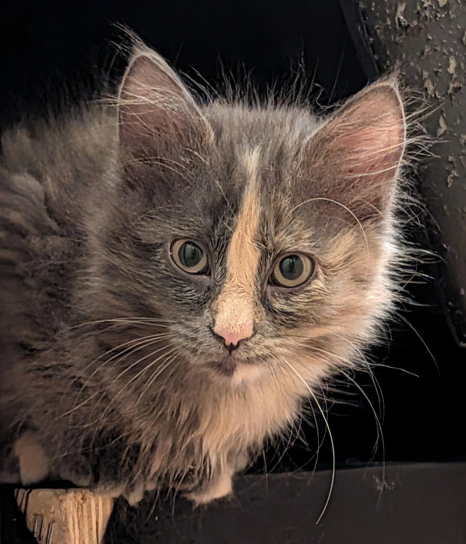 Enlarge Poof, a Adopted Domestic Medium Hair in Shawnee, KS image 2/3