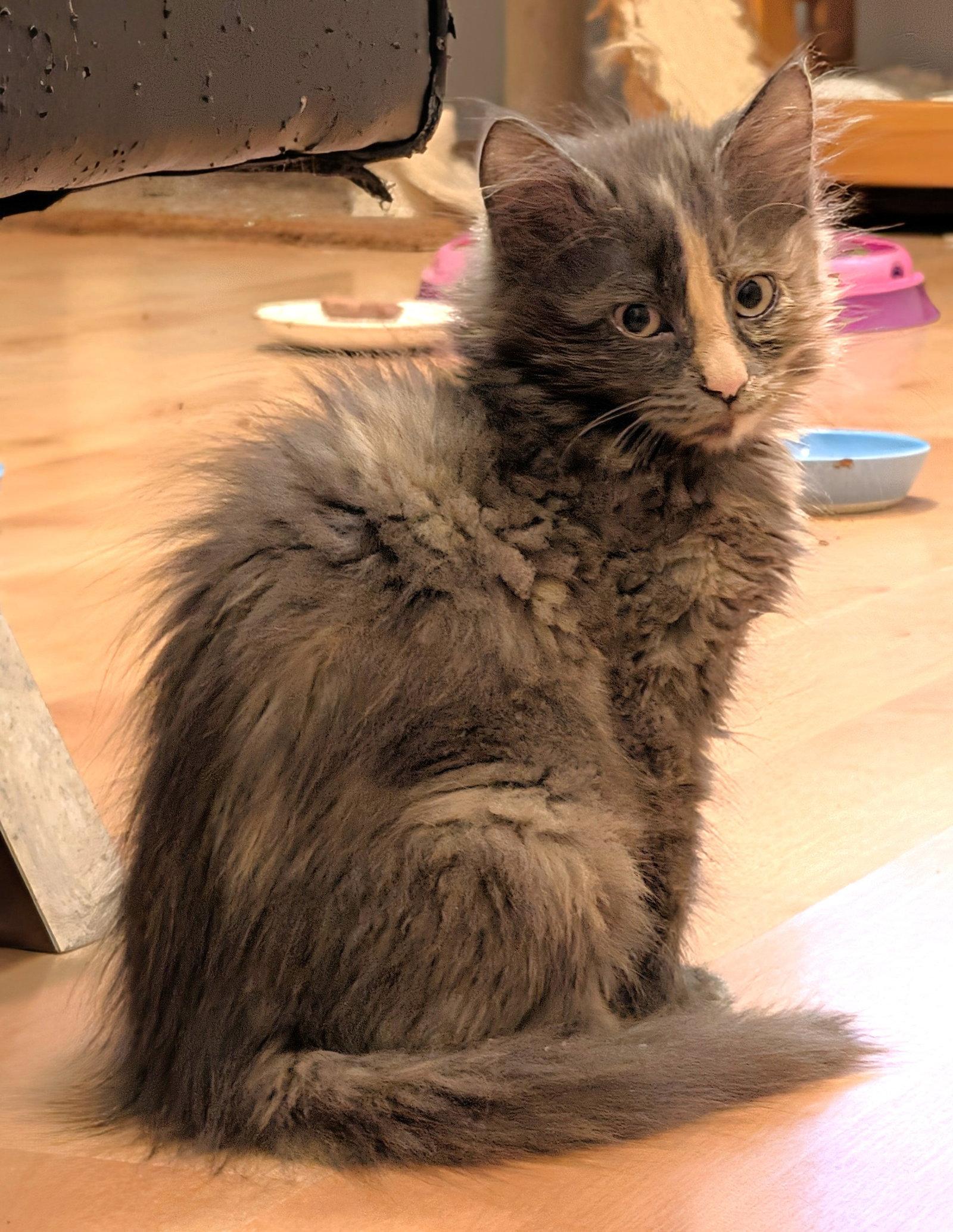 Enlarge Poof, a Adopted Domestic Medium Hair in Shawnee, KS image 3/3