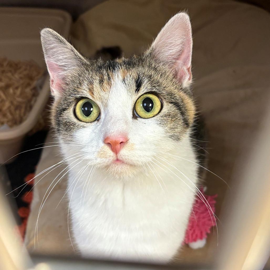 Mistletoe, Adoptable, Adult Female Domestic Short Hair.