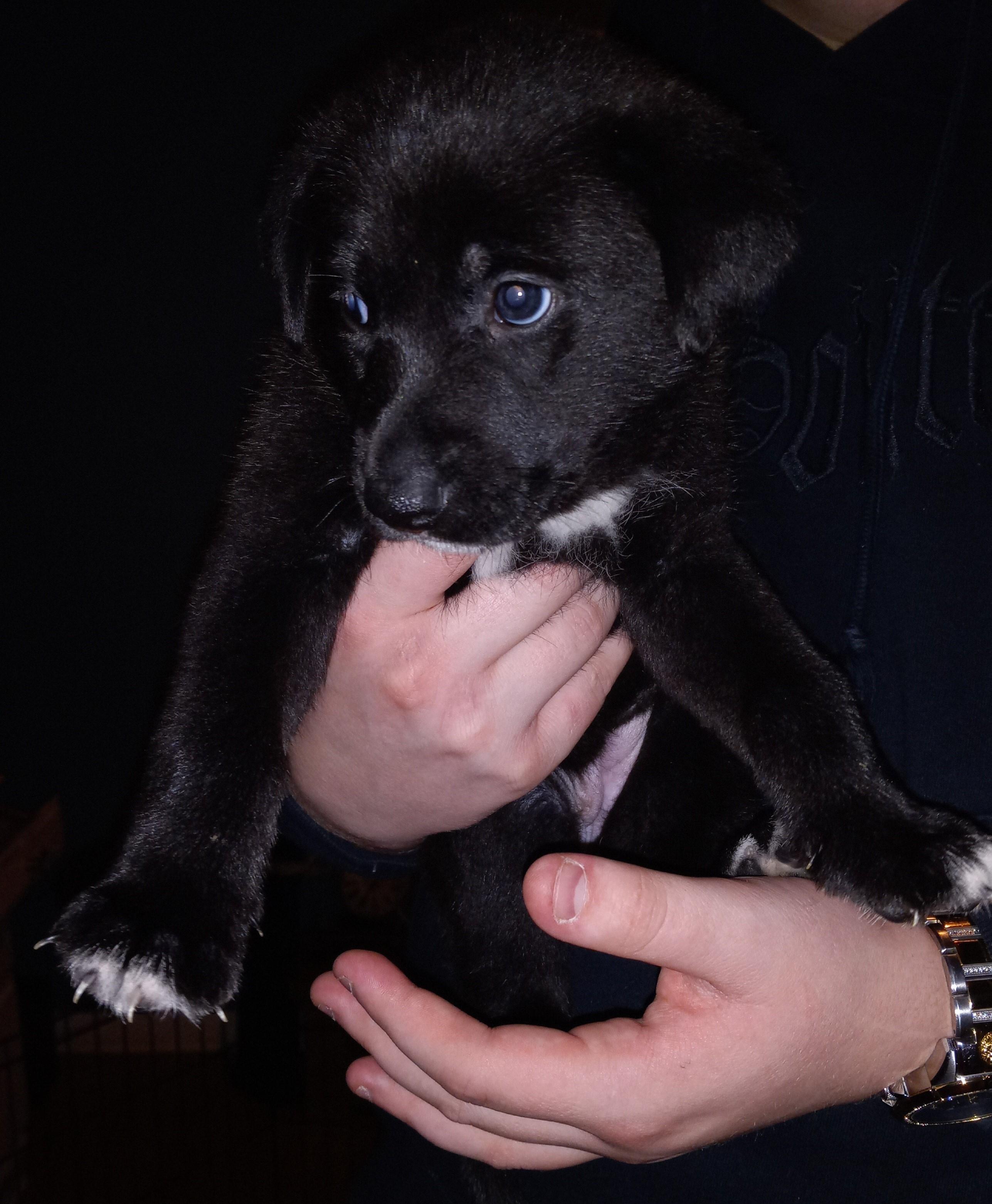 Enlarge Chrissy, a Adopted mixed breed in Somerville, TX image 1/1