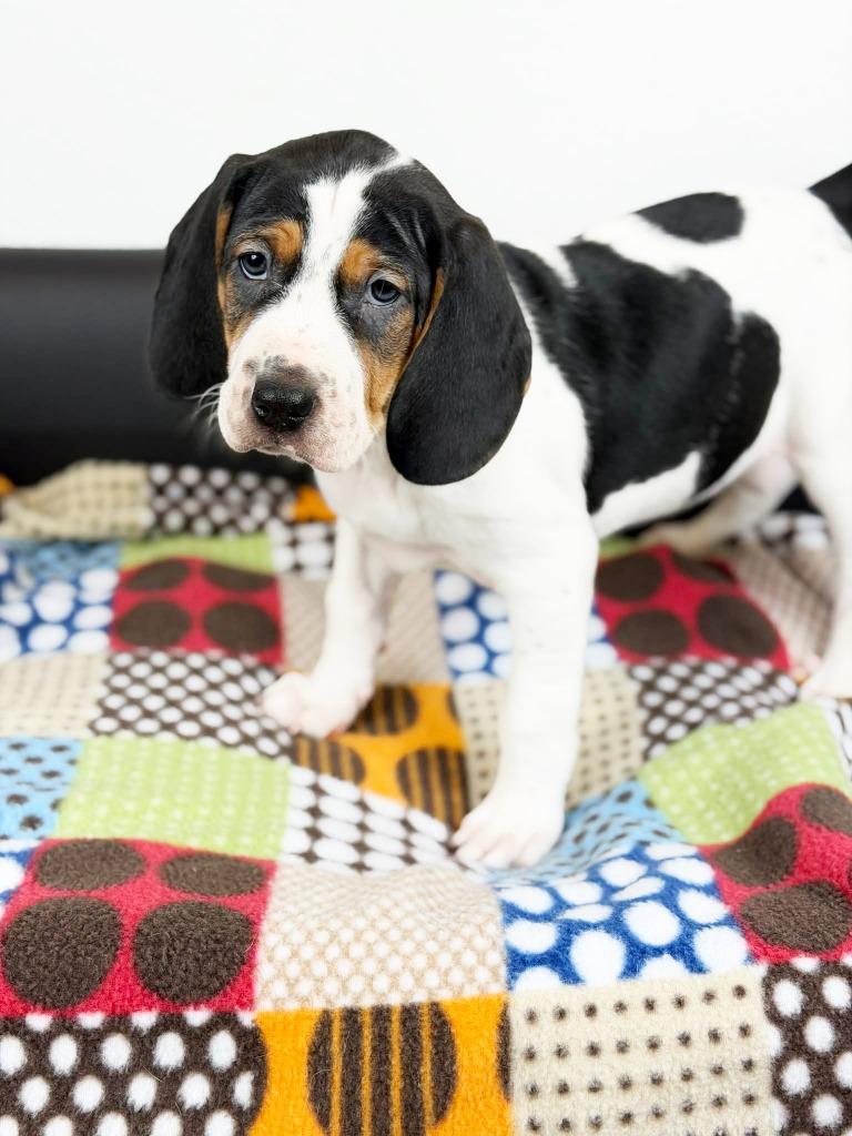 Retro Toy Litter  thumbnail 4