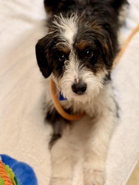 Enlarge Oreo, an adopted mixed breed in Sparta, NJ image 3/5