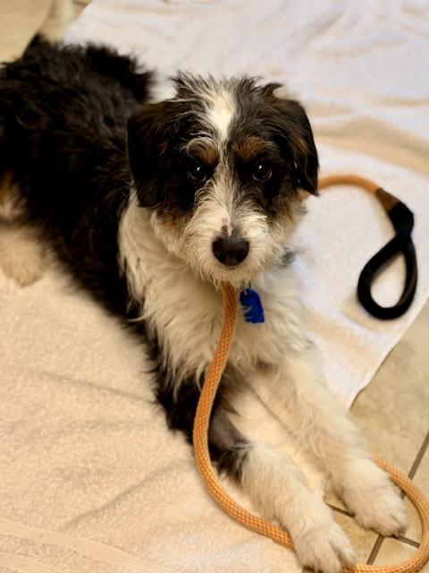 Oreo, adopted, Puppy Female Goldendoodle & Corgi.