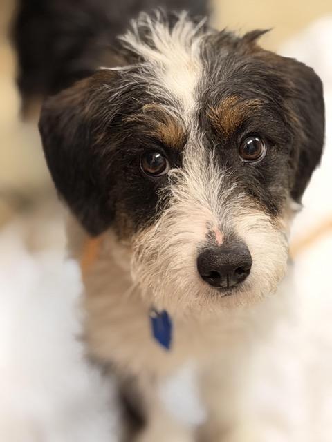 Enlarge Oreo, an adopted mixed breed in Sparta, NJ image 4/5