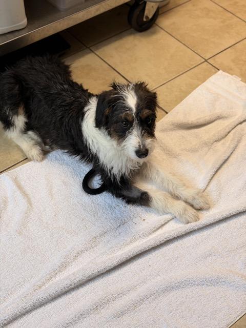 Enlarge Oreo, an adopted mixed breed in Sparta, NJ image 5/5