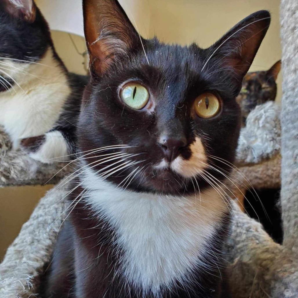 Enlarge Billie, a ADOPTABLE Domestic Short Hair in Blaine, MN image 1/1