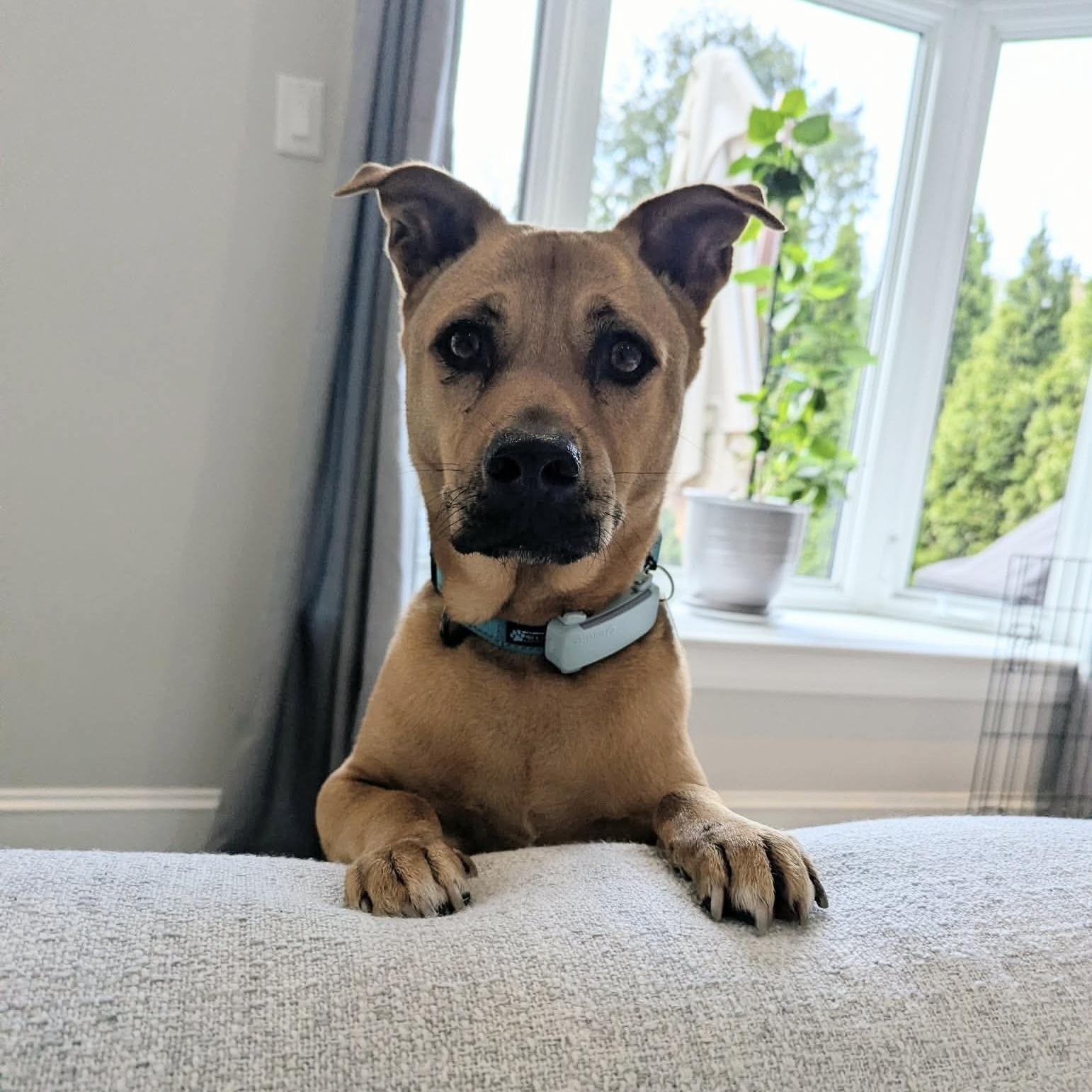 Enlarge Pumba, a ADOPTABLE mixed breed in London, ON image 1/6