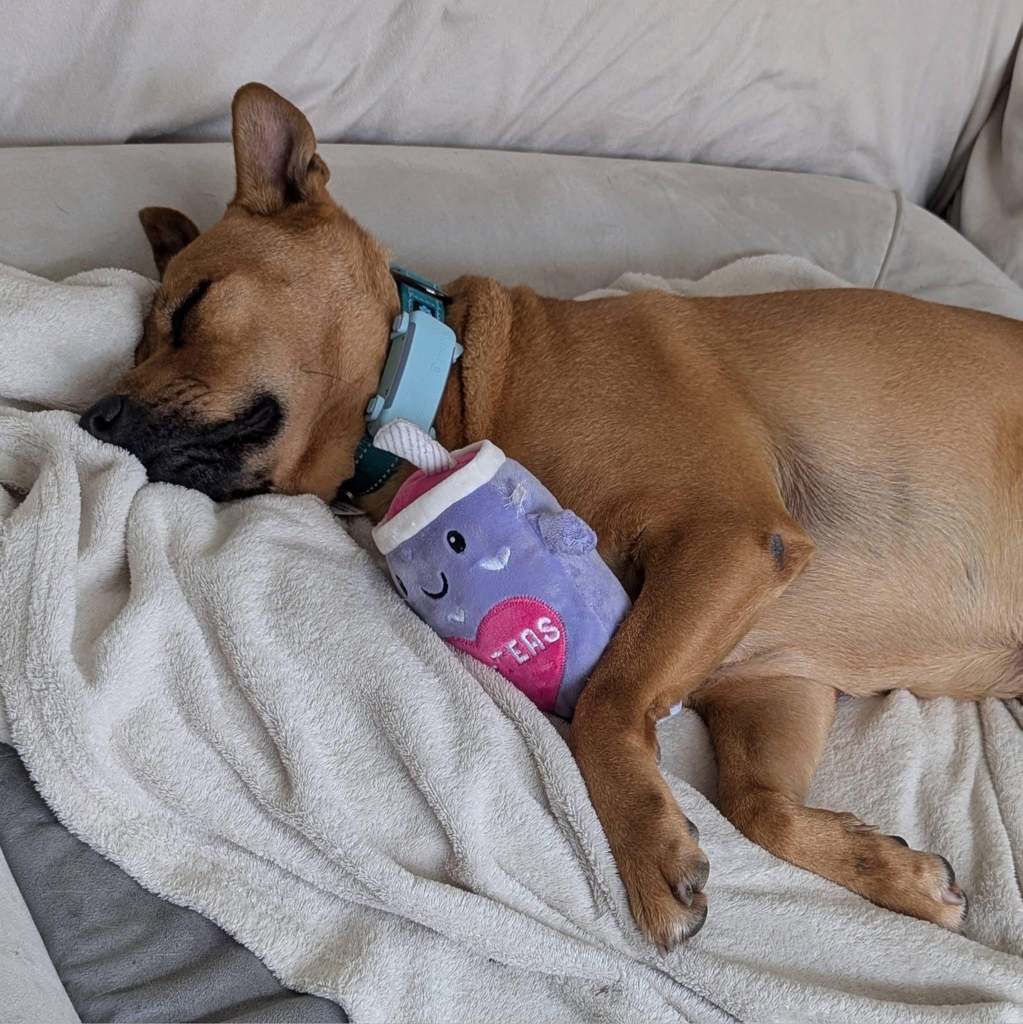 Enlarge Pumba, a ADOPTABLE mixed breed in London, ON image 5/6