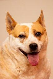 Enlarge Ollie, a Adoptable Cattle Dog in Cottonwood, AZ image 1/3