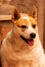 Enlarge Ollie, a Adoptable Cattle Dog in Cottonwood, AZ image 2/3