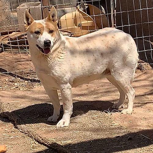 Enlarge Ollie, a Adoptable Cattle Dog in Cottonwood, AZ image 3/3