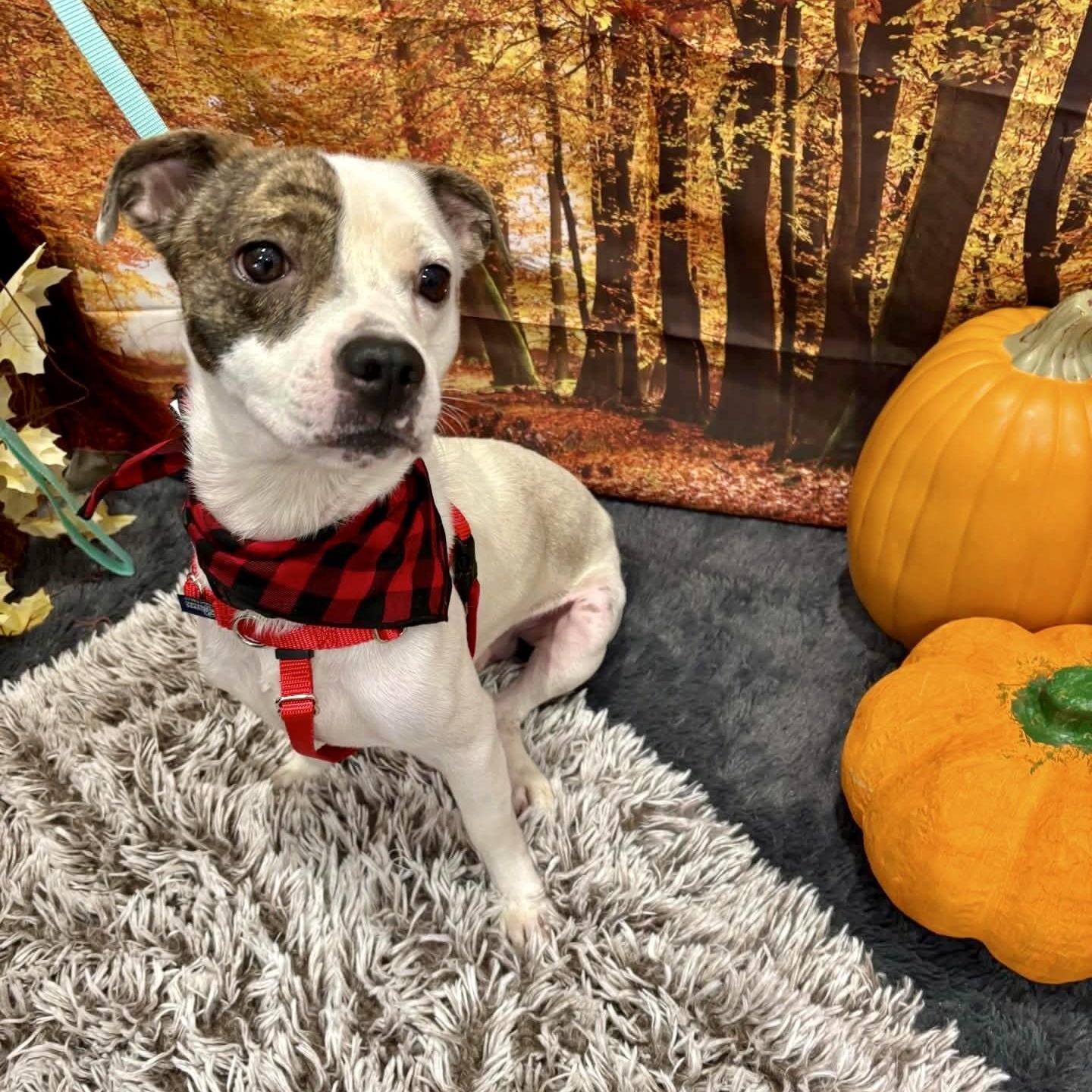 Enlarge Poncho, a Adopted mixed breed in Parkesburg, PA image 2/5