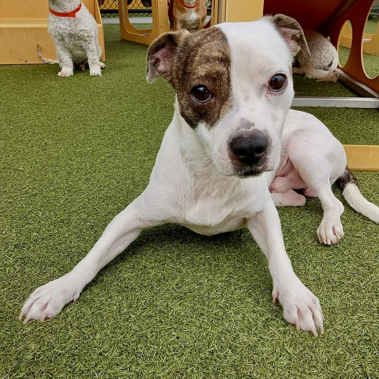 Enlarge Poncho, a Adopted mixed breed in Parkesburg, PA image 4/5
