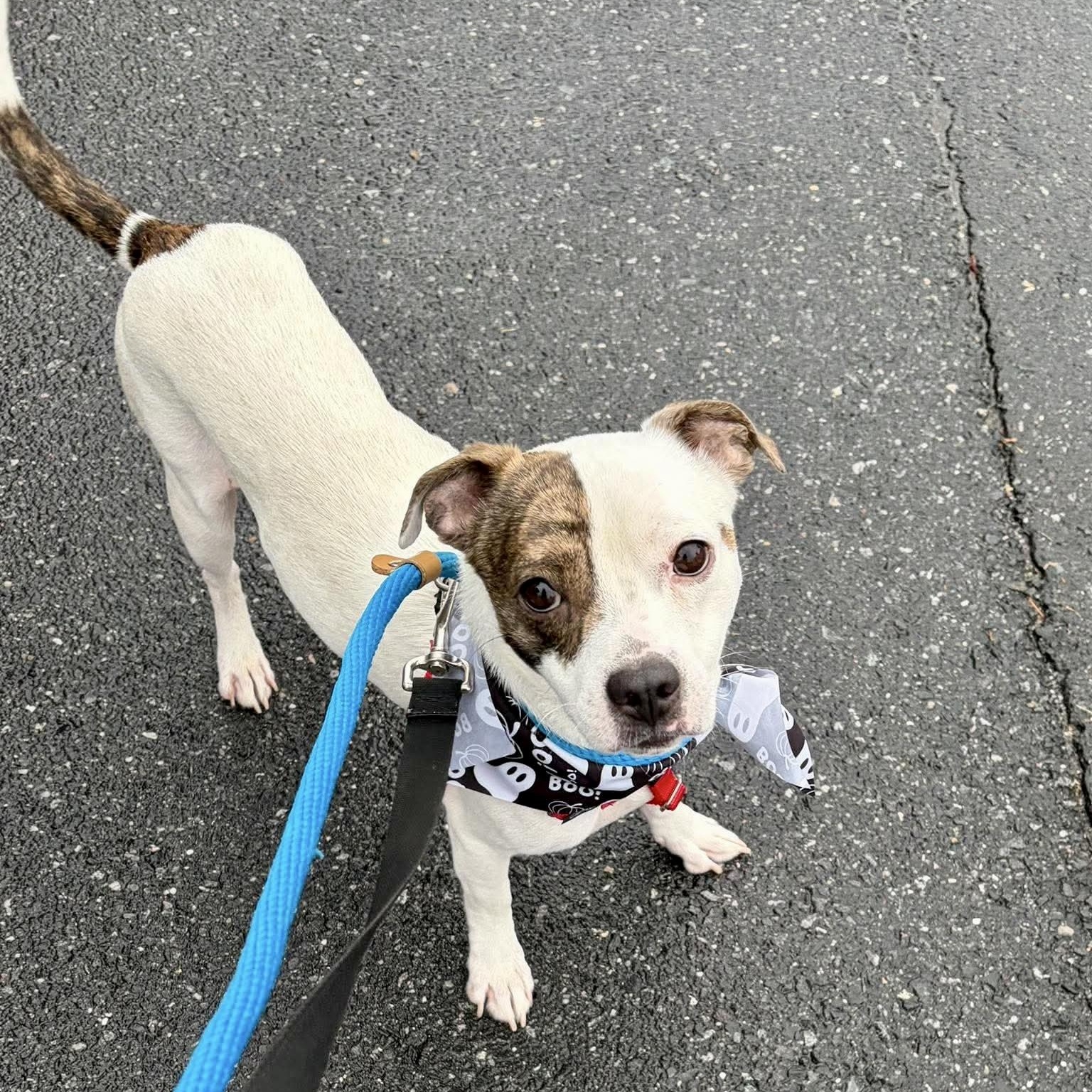 Enlarge Poncho, a Adopted mixed breed in Parkesburg, PA image 1/5