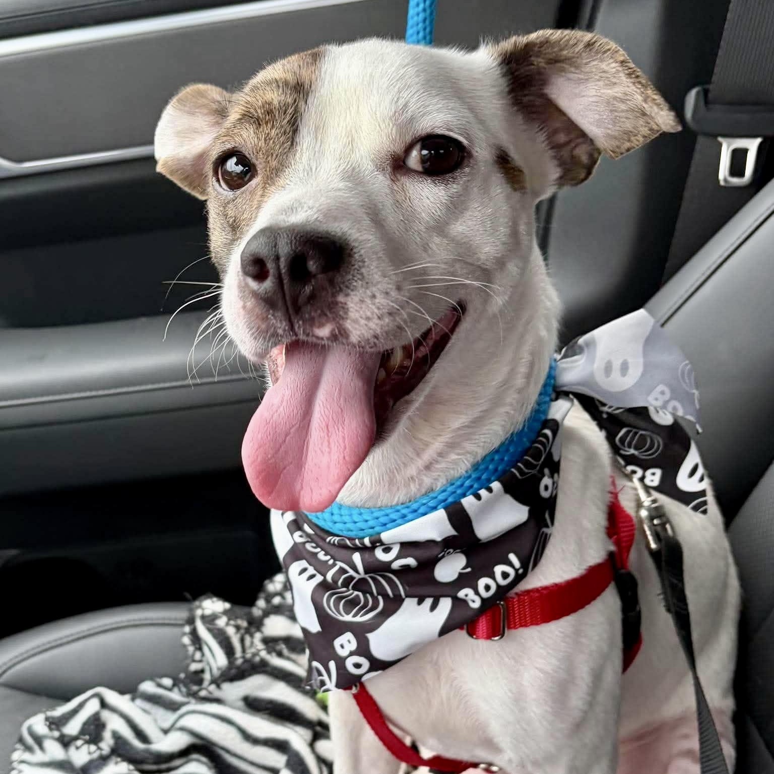 Enlarge Poncho, a Adopted mixed breed in Parkesburg, PA image 3/5