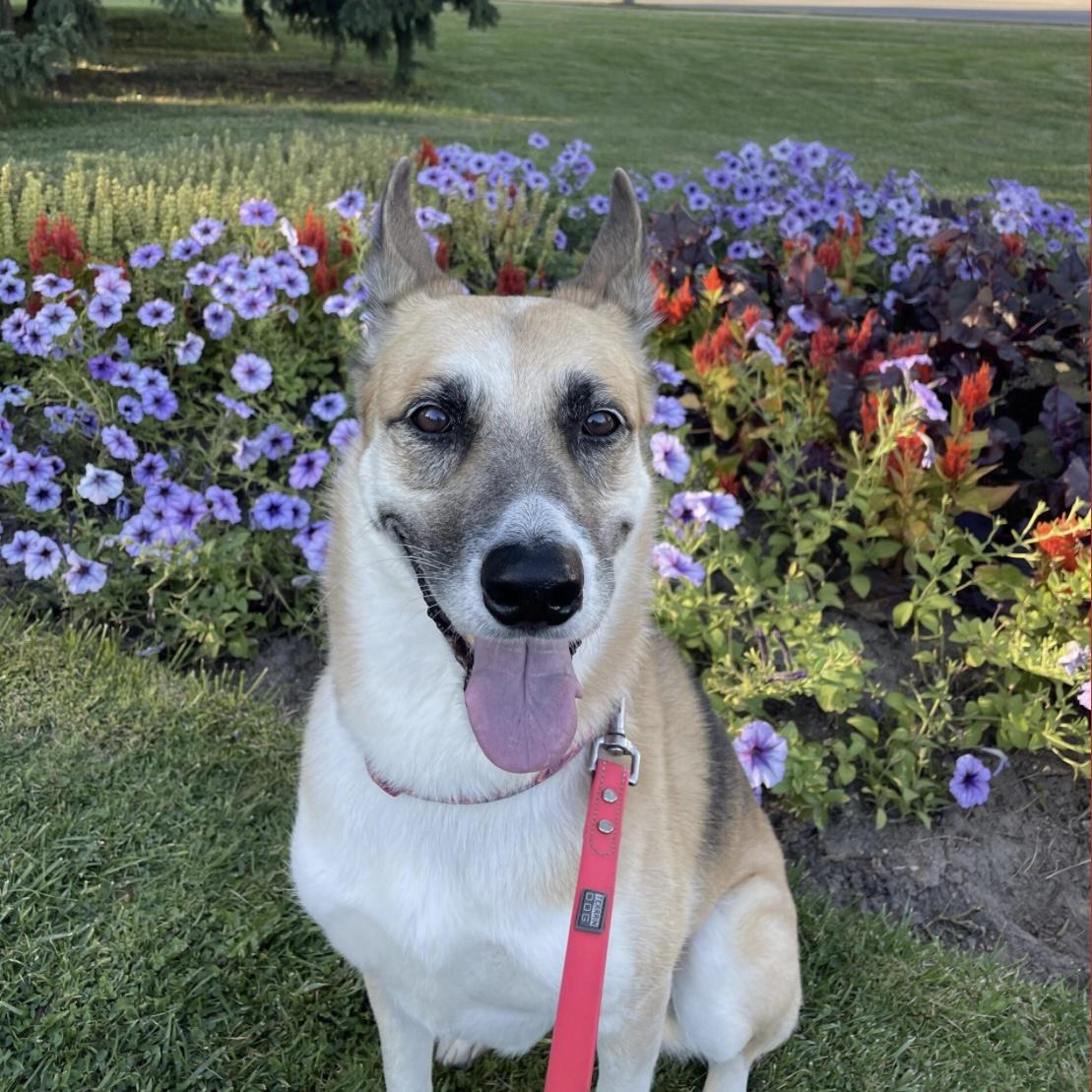 Enlarge Roxy, a ADOPTABLE mixed breed in Toronto, ON image 1/1