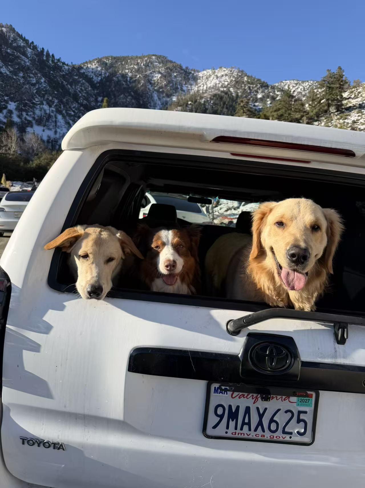 Enlarge Blaze, a ADOPTABLE Golden Retriever in Houston, TX image 5/6