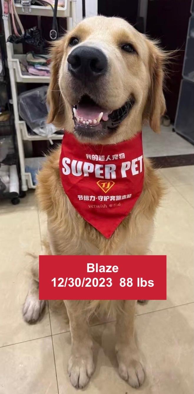 Blaze, ADOPTABLE, Young Male Golden Retriever.
