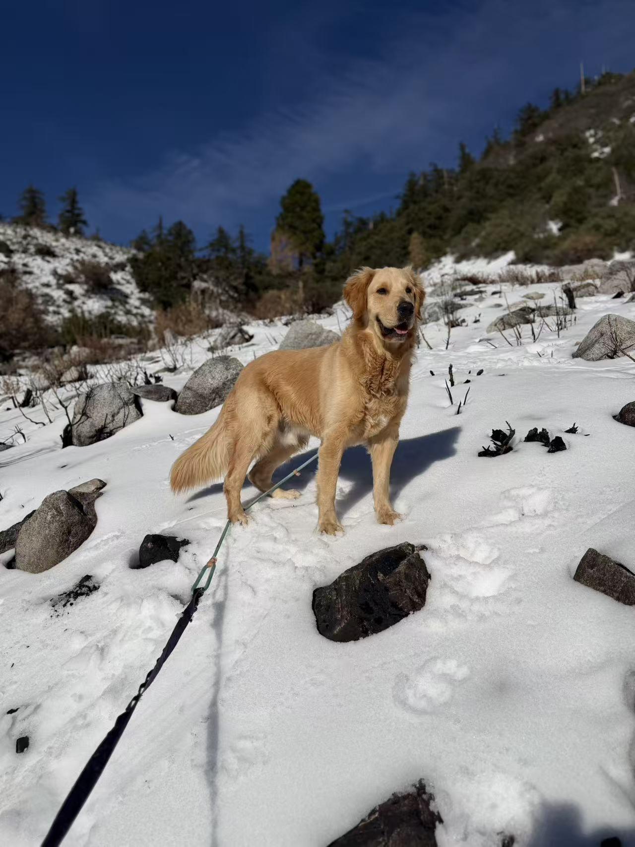 Enlarge Blaze, a ADOPTABLE Golden Retriever in Houston, TX image 4/6