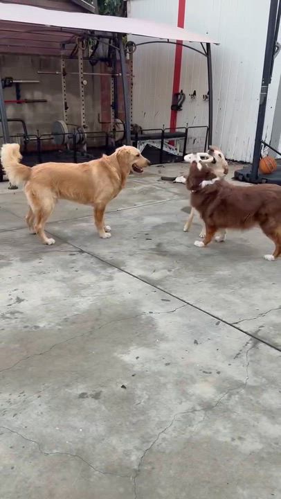 Enlarge Blaze, a ADOPTABLE Golden Retriever in Houston, TX video 6/6