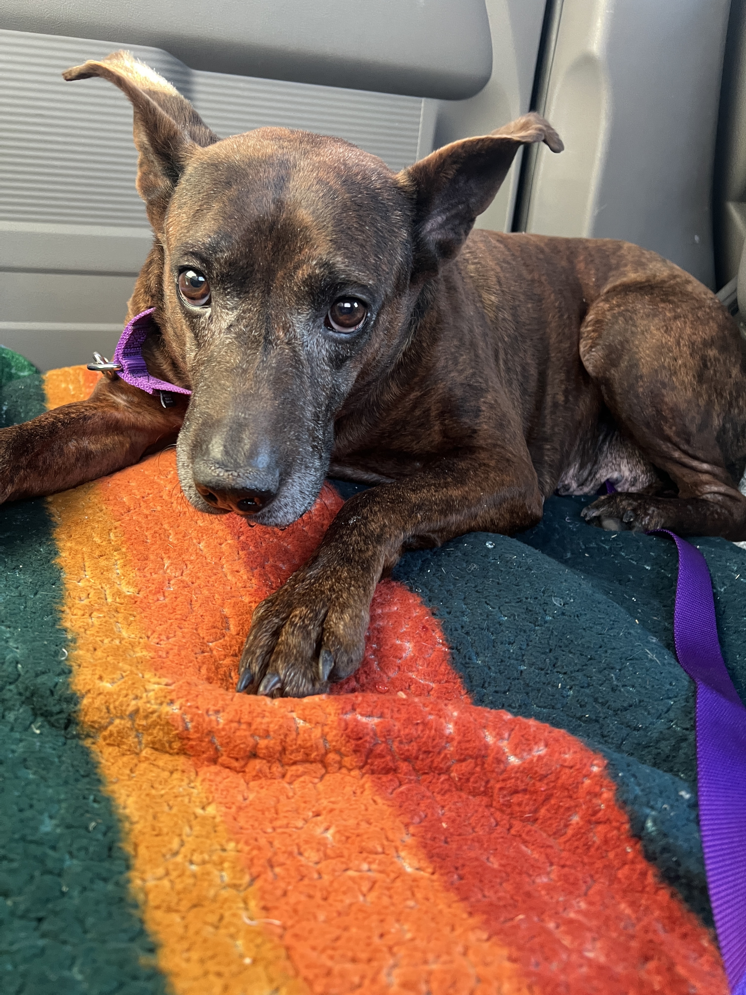 Browni, Adoptable, Adult Female Terrier & Plott Hound.