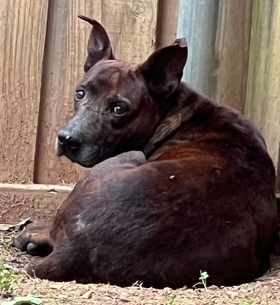 Enlarge Browni, a Adoptable mixed breed in Paradise, TX image 2/5