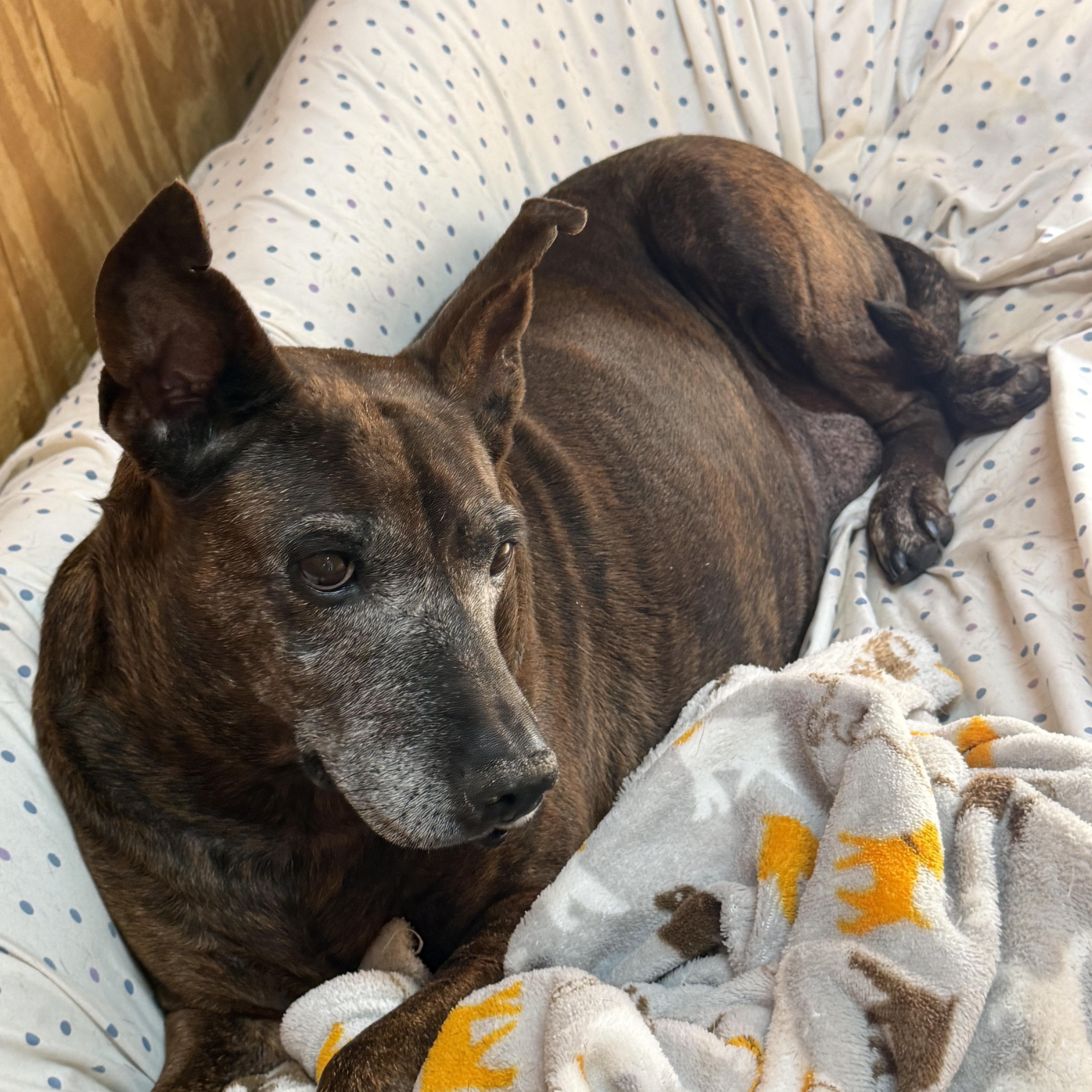 Browni, Adoptable, Adult Female Terrier & Plott Hound.