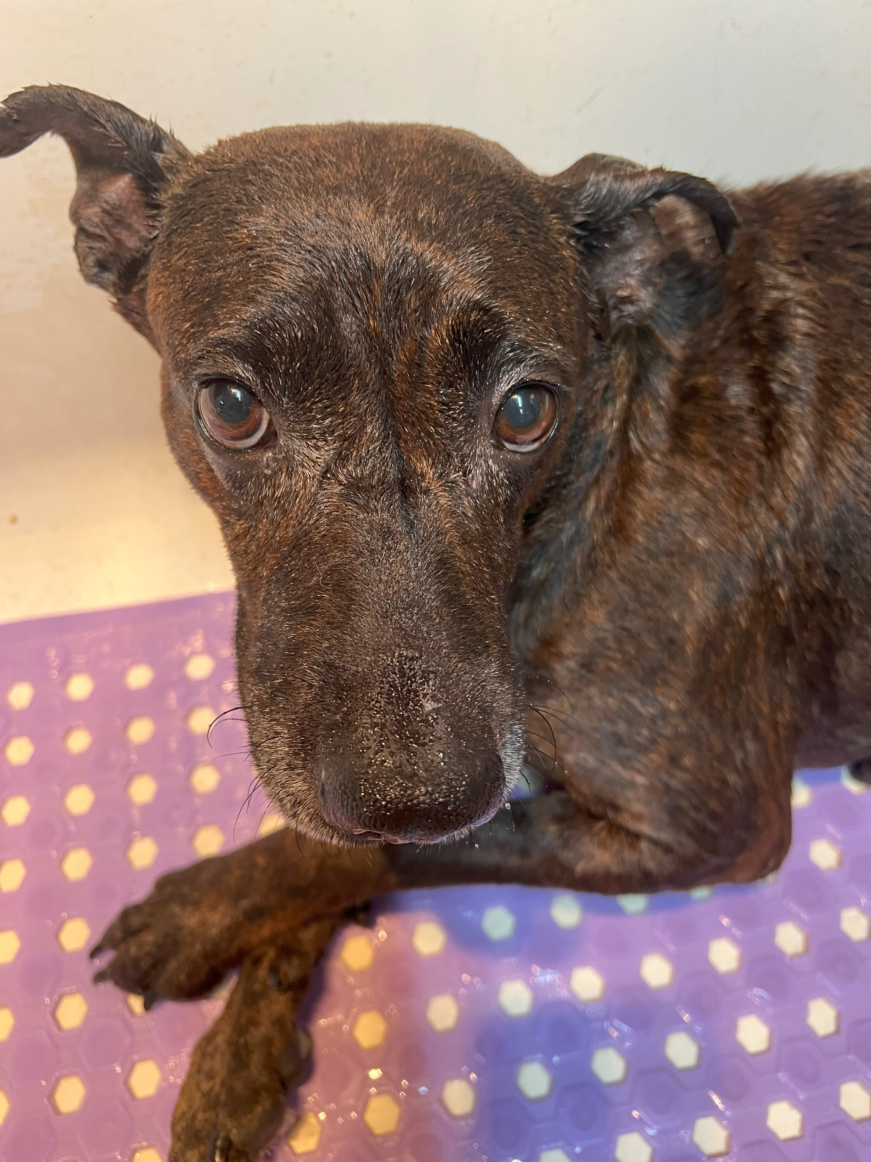 Enlarge Browni, a Adoptable mixed breed in Paradise, TX image 3/5
