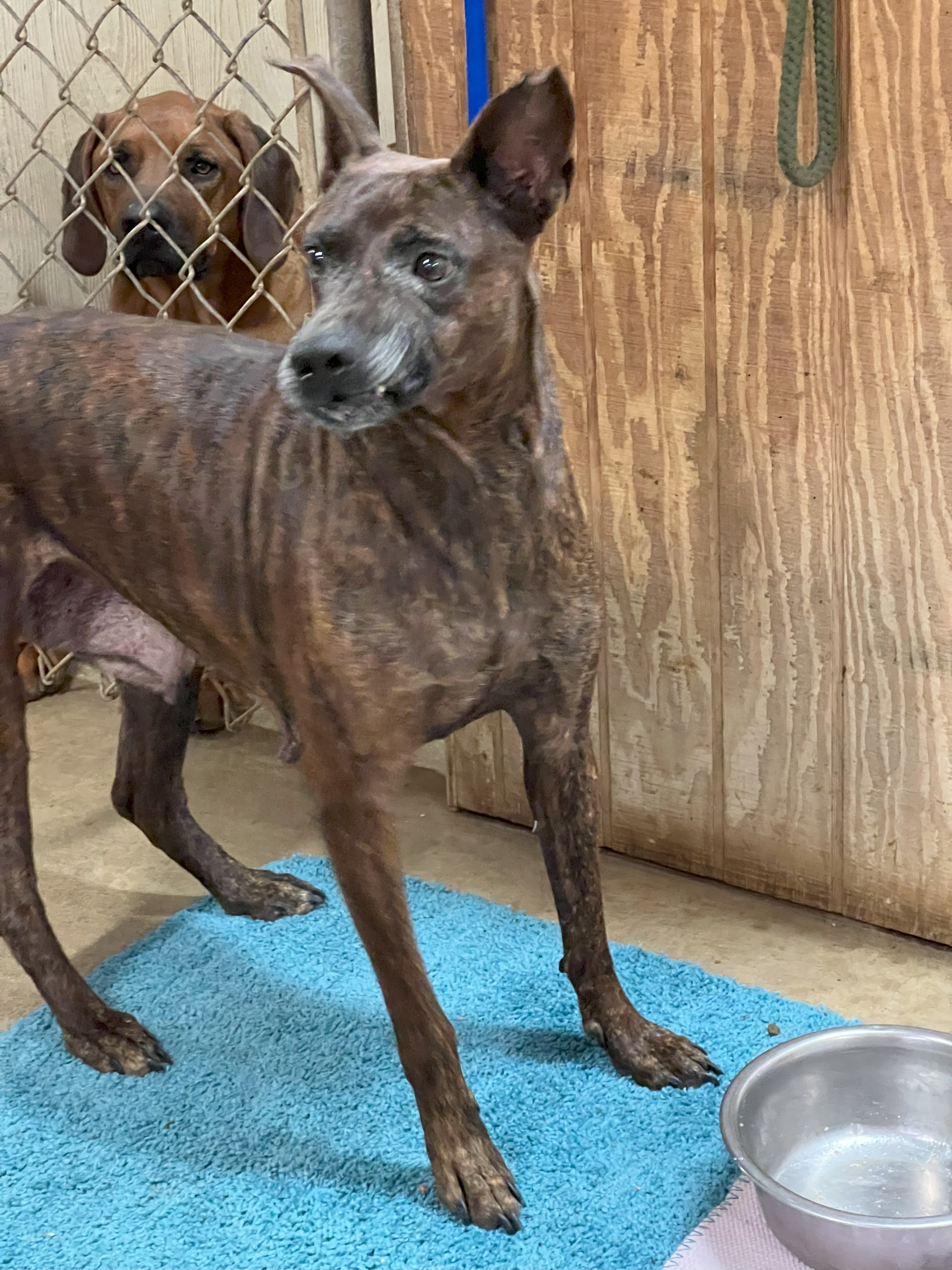 Enlarge Browni, a Adoptable mixed breed in Paradise, TX image 4/5