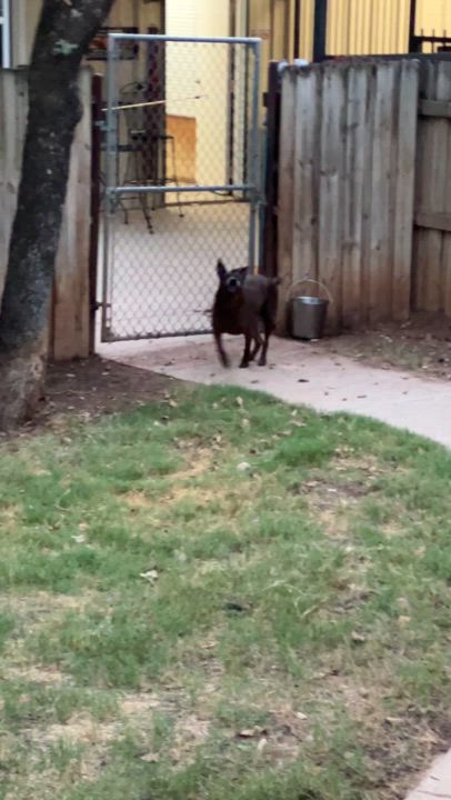 Enlarge Browni, a Adoptable mixed breed in Paradise, TX video 5/5