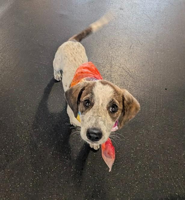 CAREY, a ADOPTABLE mixed breed in Lincoln, NE image 4/6