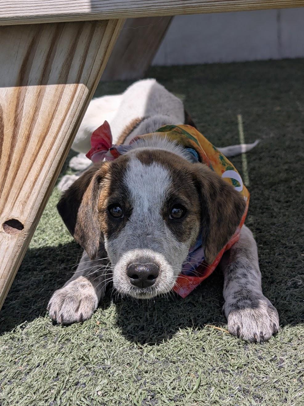 CAREY, a ADOPTABLE mixed breed in Lincoln, NE image 3/6