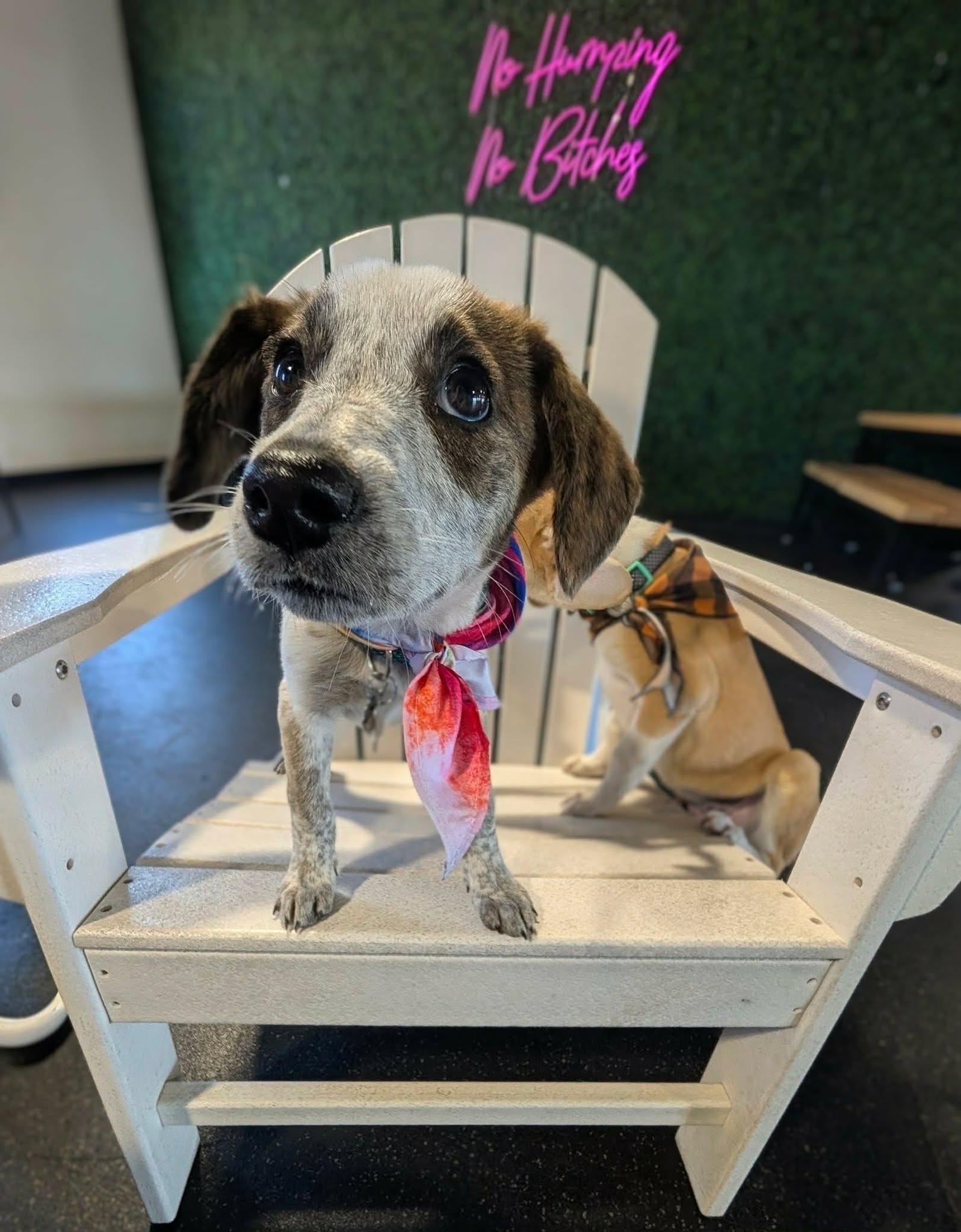 CAREY, a ADOPTABLE mixed breed in Lincoln, NE image 2/6