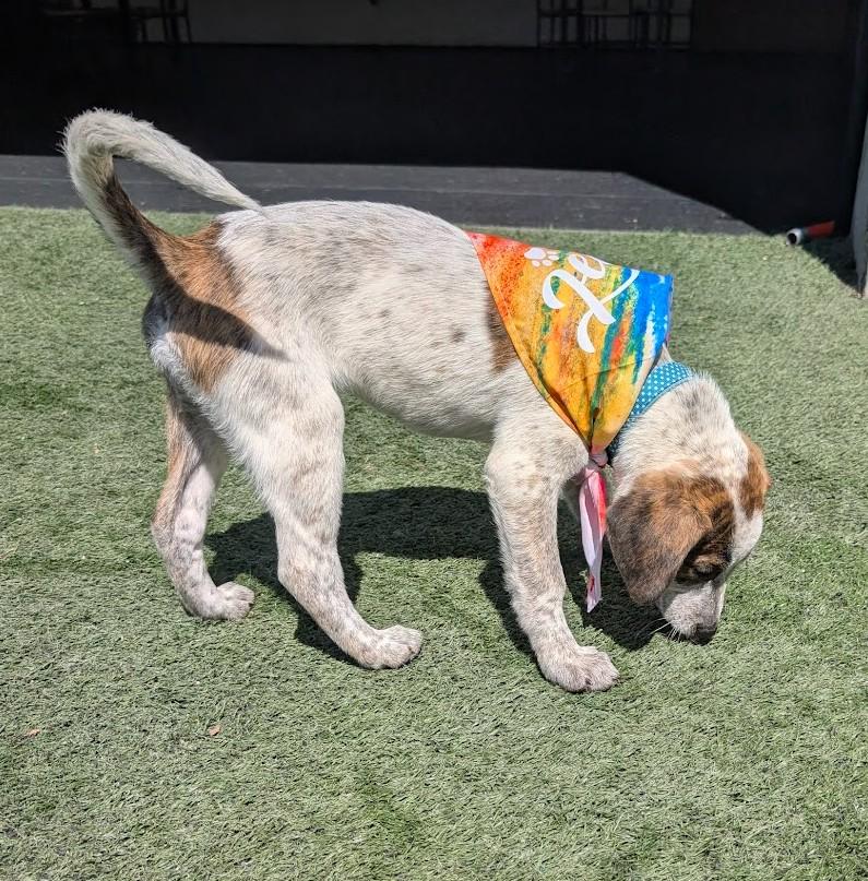 CAREY, a ADOPTABLE mixed breed in Lincoln, NE image 5/6