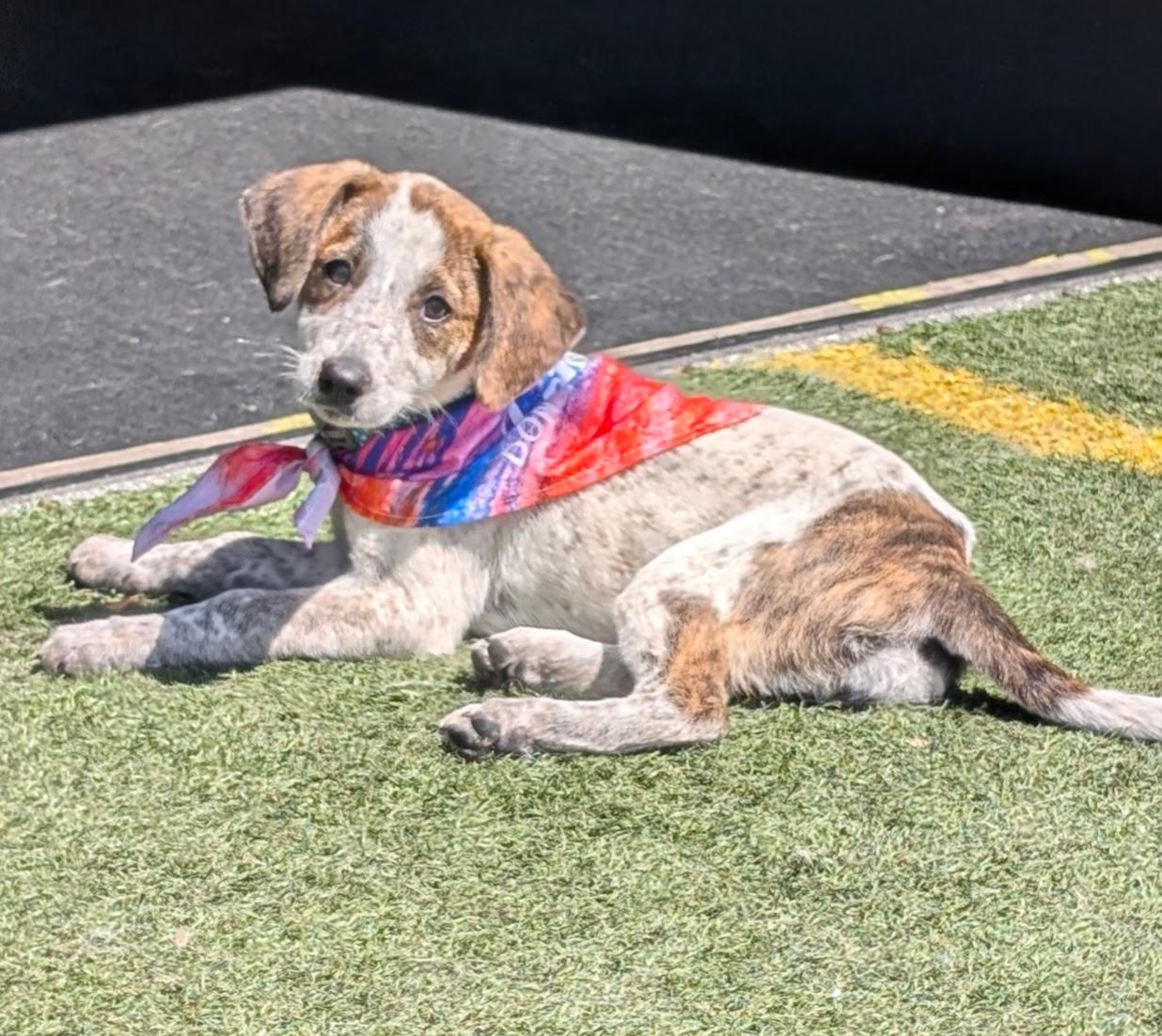 CAREY, a ADOPTABLE mixed breed in Lincoln, NE image 6/6