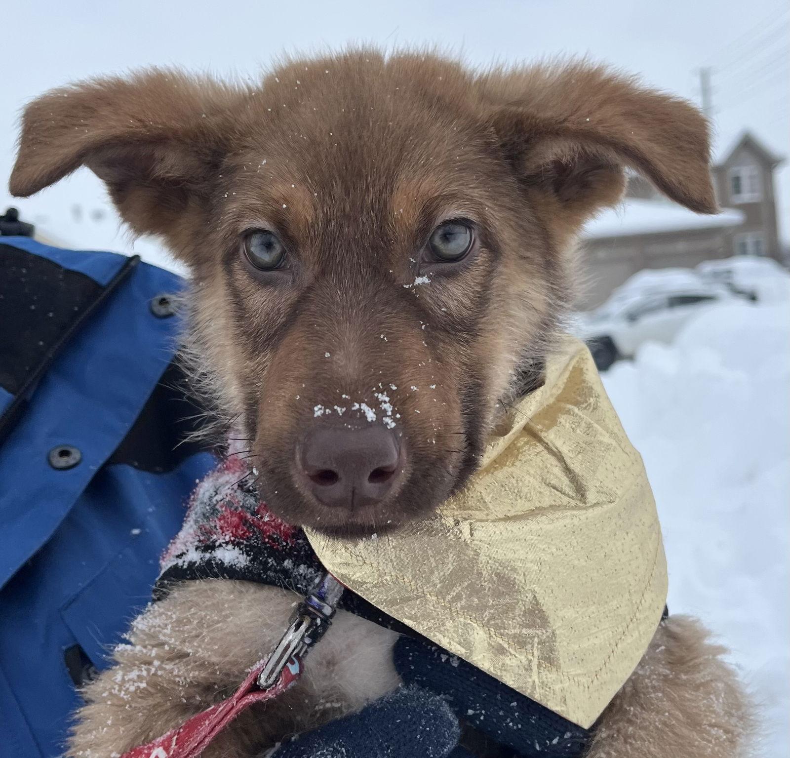 MINCE PIE, Adoptable, Puppy Male Husky.