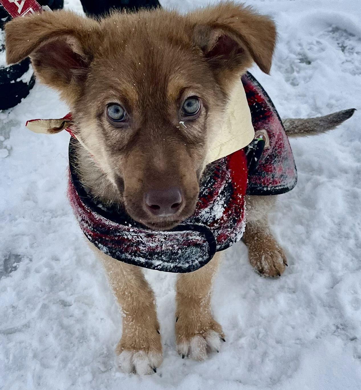 Enlarge MINCE PIE, a Adoptable Husky in Minesing, ON image 2/3
