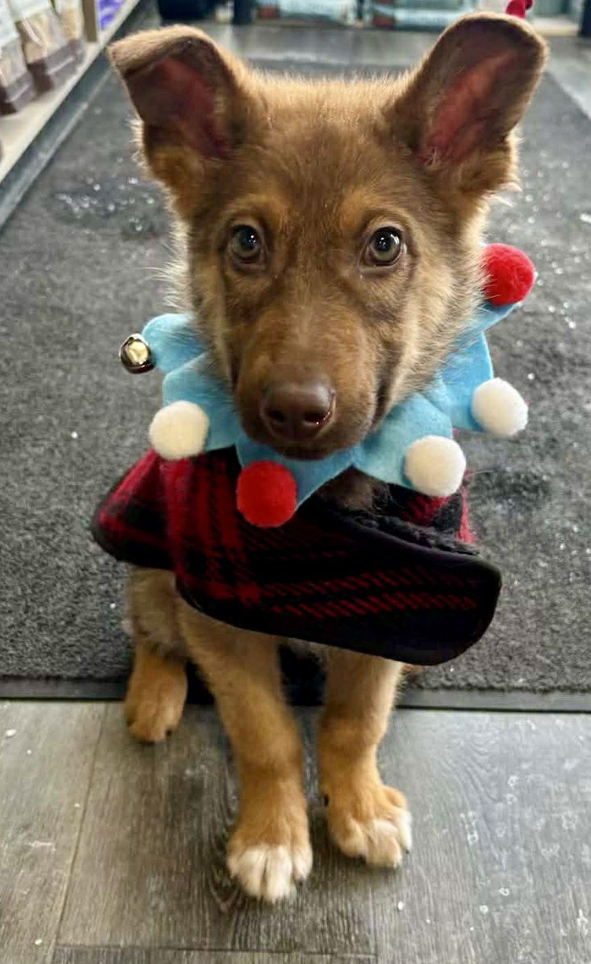 Enlarge MINCE PIE, a Adoptable Husky in Minesing, ON image 3/3