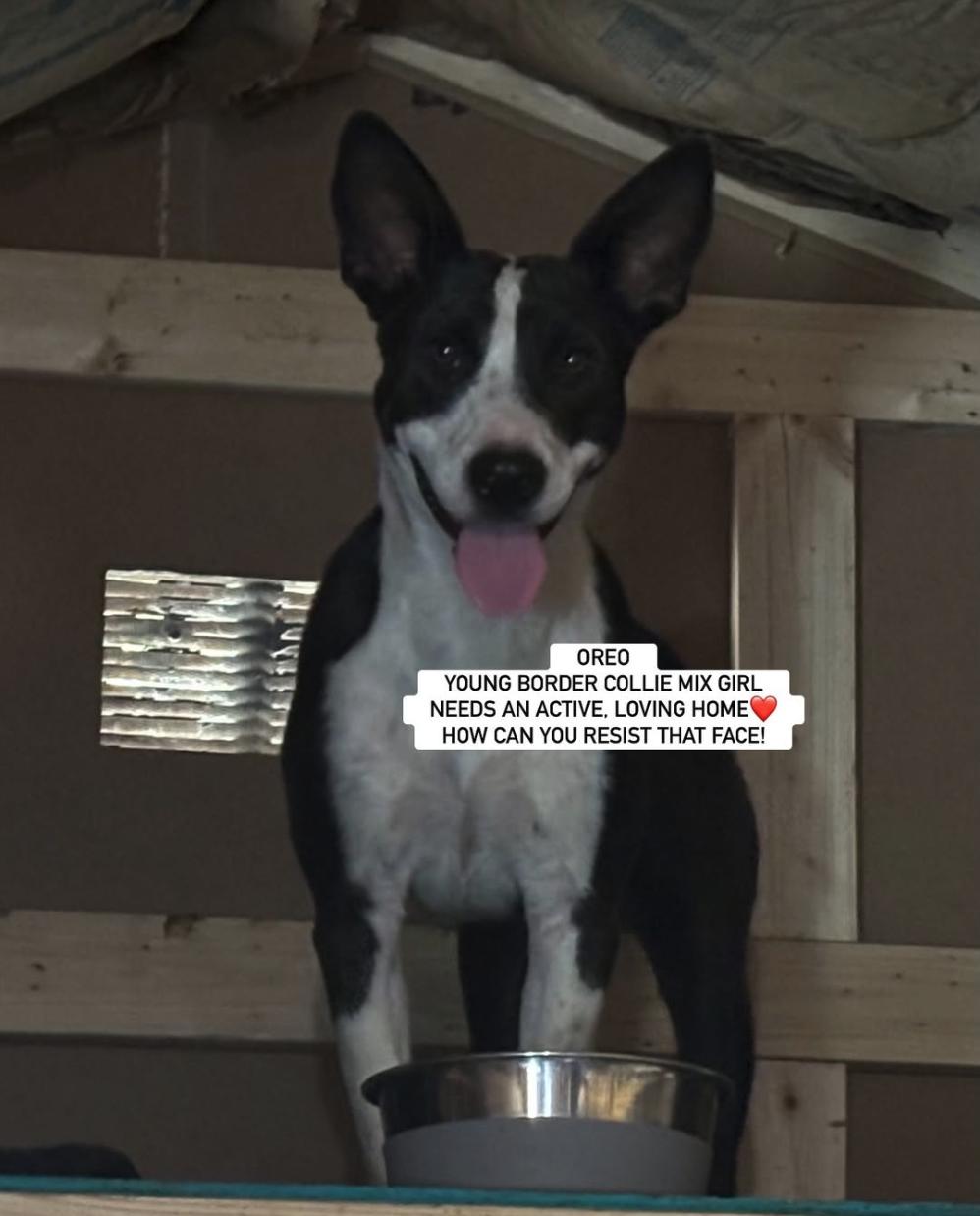 Enlarge OREO, an adopted mixed breed in Rockdale, TX image 1/1