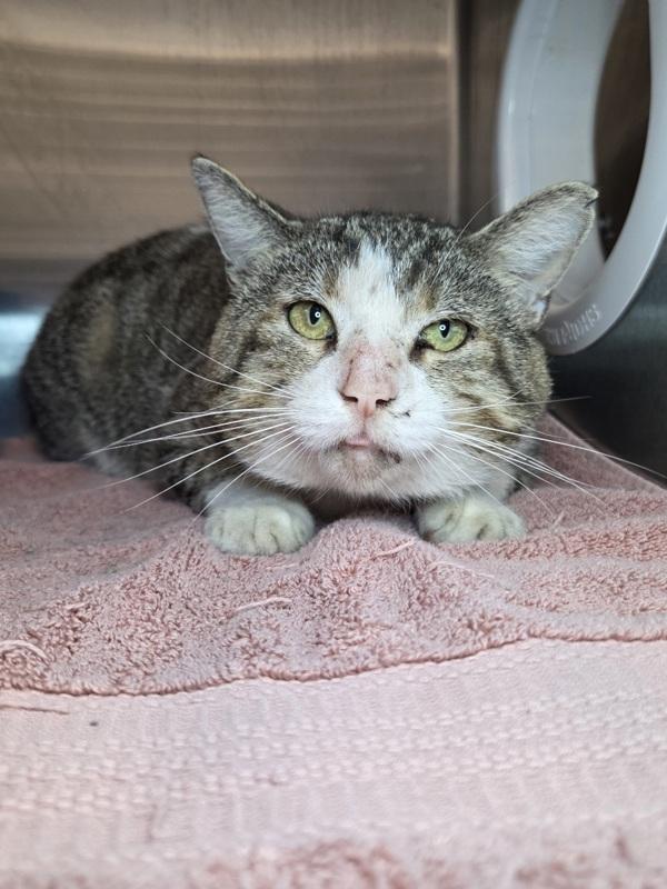 Enlarge Walton, a Adoptable mixed breed in Millersville, MD image 1/1