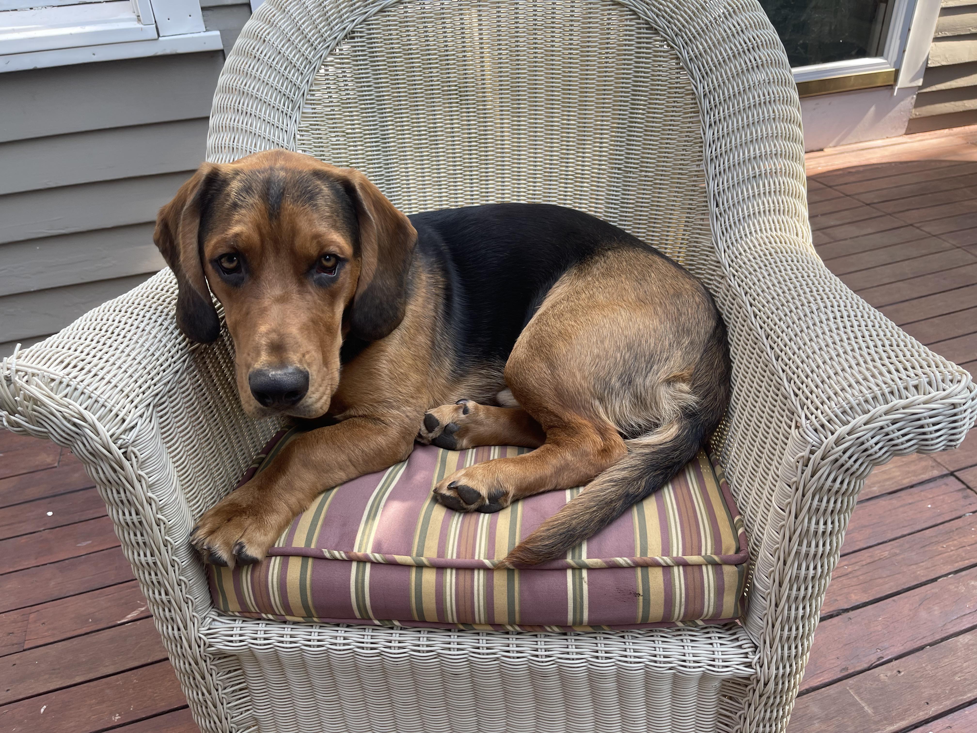 Ollie, Adult Male unknown