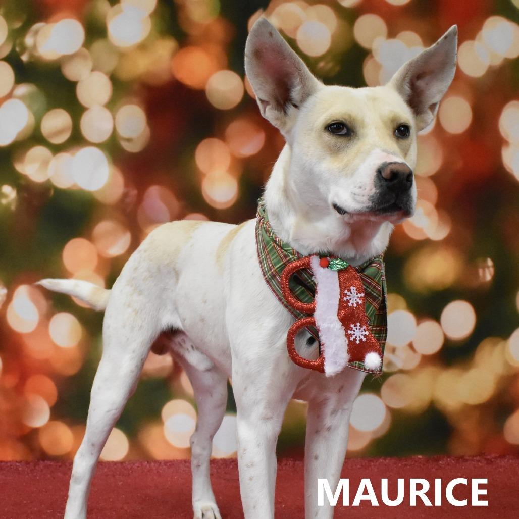Maurice, Adoptable, Adult Male Mixed Breed.