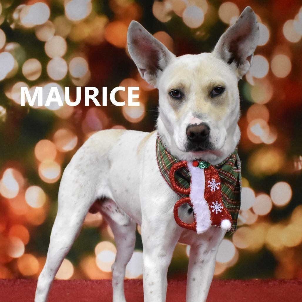 Enlarge Maurice, a Adoptable Mixed Breed in Yuma, AZ image 2/6