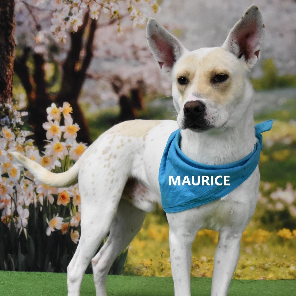 Enlarge Maurice, a Adoptable Mixed Breed in Yuma, AZ image 3/6