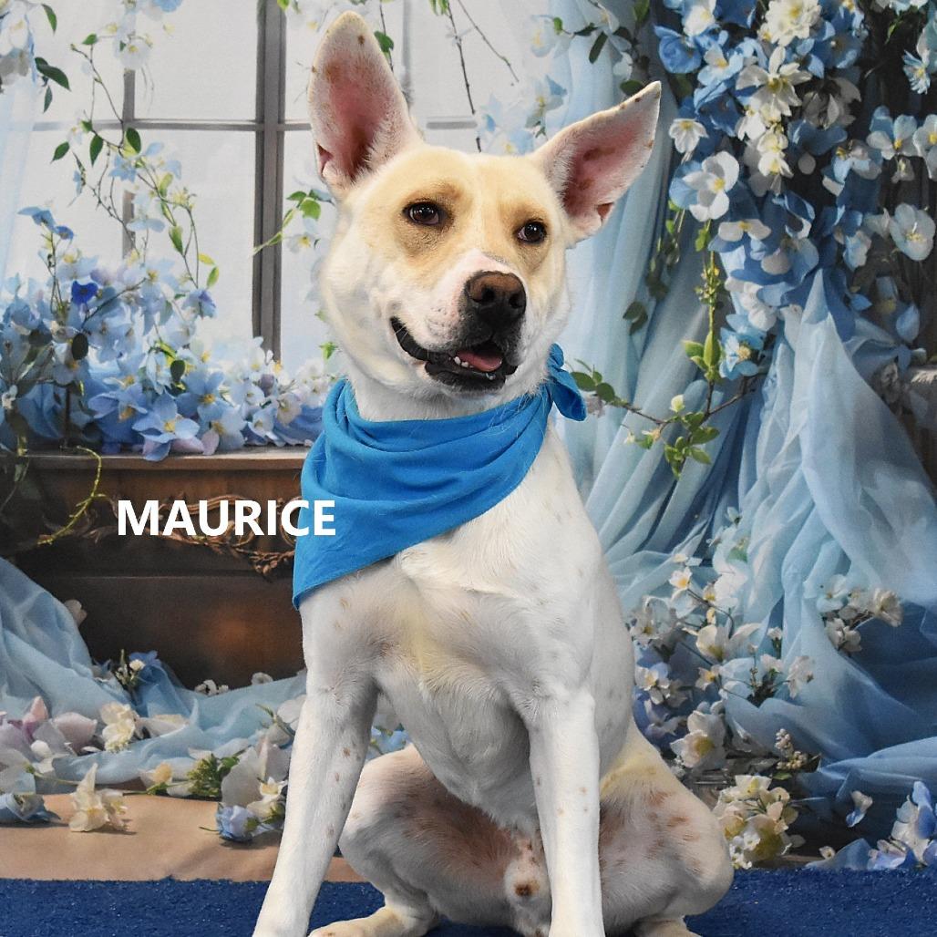 Enlarge Maurice, a Adoptable Mixed Breed in Yuma, AZ image 4/6