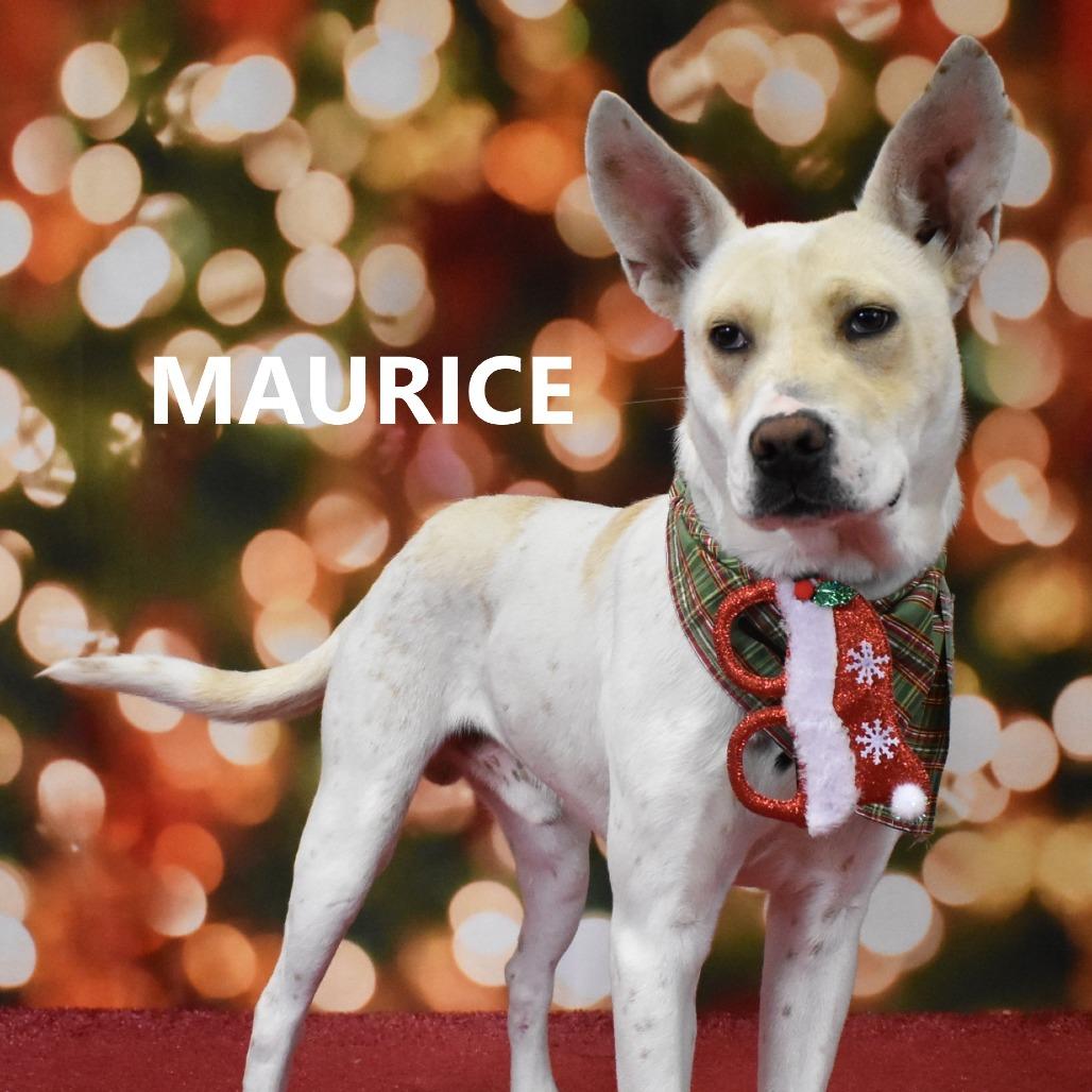 Enlarge Maurice, a Adoptable Mixed Breed in Yuma, AZ image 5/6