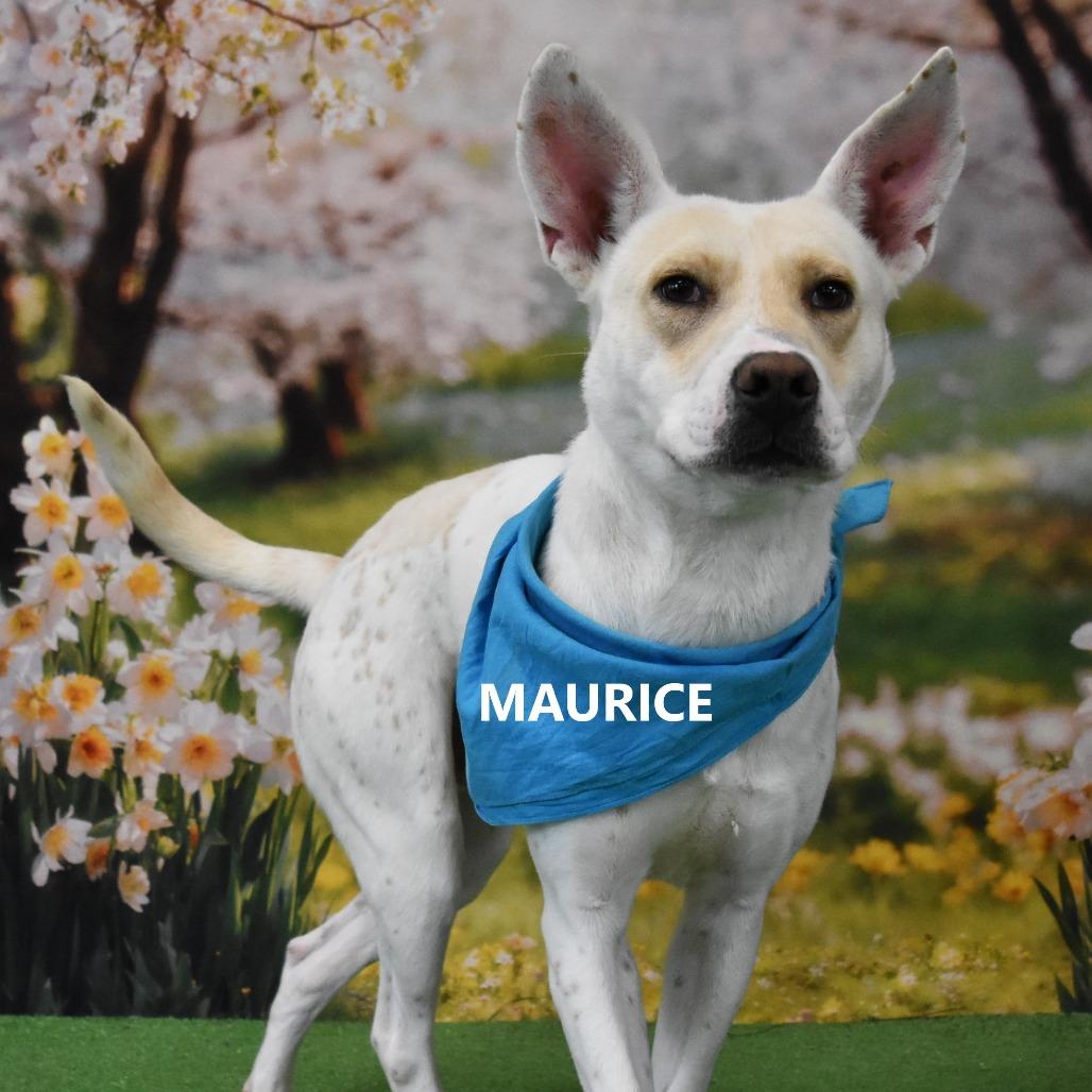 Enlarge Maurice, a Adoptable Mixed Breed in Yuma, AZ image 6/6
